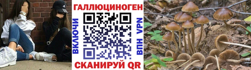 Купить закладки  Миасс  Псилоцибиновые грибы MAGIC MUSHROOMS 